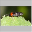 Eutomostethus ephippium - Blattwespe 06a 5mm.jpg